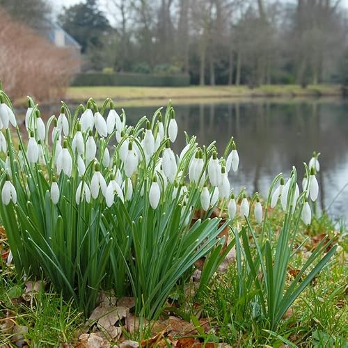 Galanthus Nivalis - Schneeglöckchen | 15 Stück | Blumenzwiebel | Verwildernd | Topfpflanze | Geeignet für Kübel | Weiß | 100% Blütegarantie | QFB Gardening | Rarität