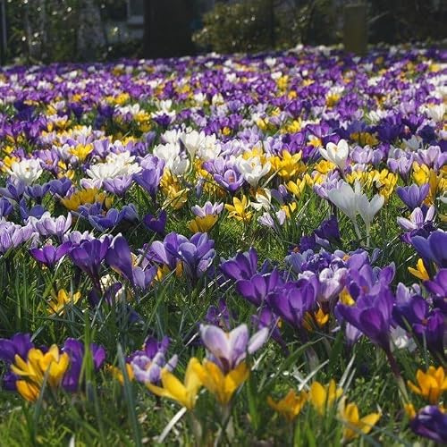 Natural Bulbs Krokus grossblütig Mix - BIO 100 Krokuszwiebeln aus Holland | Große Blüten, beeindruckende Wirkung