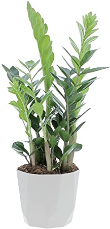 KENTIS - Zamioculcas Zamiifolia - Vraies Plantes d'Intérieur - Plante Purificatrice d'Air - H 50-60 cm Pot Ø 17 cm