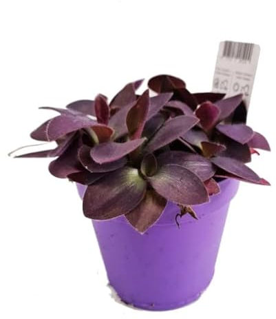 Tradescantia Purpusii Natural Planta Perfecta como Elemento Decorativo