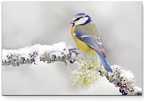 Leinwandbilder | Bilder Leinwand 120x80cm Blau/gelber Vogel im Winter