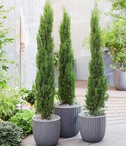 BALDUR Garten 3x Echte Toskana 'Säulen-Zypressen', Pflanzen im 9x9 cm-Topf | Cupressus sempervirens pyramidalis, Mittelmeer-Zypresse, winterhart & pflegeleicht, Wasserbedarf gering