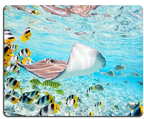 Mauspad Gaming Mauspad Naturkautschukmausmatte Bunte Fische Stingray und schwarz Gespitzte Haie unter Wasser in der Bora Bora Lagune M0A02047