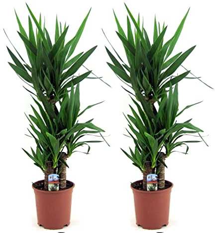 Plant in a Box - Yucca Éléphantipes - Set de 2 - Pied d'éléphant - Palmier plante d'intérieur grande - Pot 21cm - Hauteur 70-80cm
