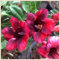 (Wüstenrose pflanze mix) - Desert rose plant - Adenium obesum pflanze - Adenium obesum wüstenrose - Wüstenrose pflanze kaufen-1zwiebeln-F