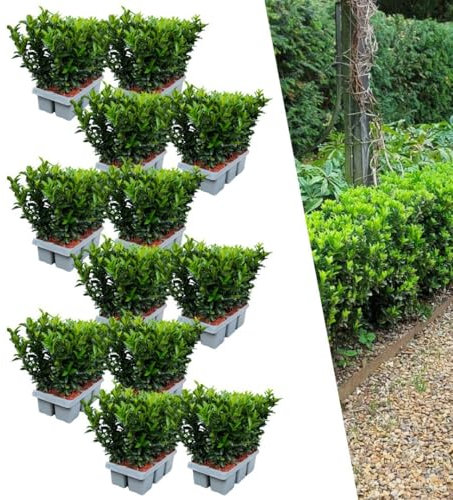Plants by Frank | 72 Grüne Spindelstrauch Heckenpflanzen | Euonymus japonicus 'Green Spire' | Buchsbaum ersatz | winterharten Heckenpflanzen | Immergrüne Hecke