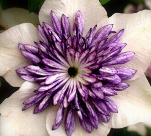 Clematis Hybrid Flower Seeds, Beautiful Flowers for Home Garden Seeds ing Seeds by Heavy Torch, Pack of 10 Seeds (Florida Sieboldi)