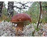 Halbe Keimung: 15 g frische Nichoir-Königsboletus-Myzel-Pilz-Myzel-Körner-Sporen