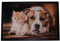 Carpido Fußmatte innen Sauberlauf - rutschfeste Schmutzfangmatte waschbar - hochwertige Türmatte 40x60 cm Hund & Katze Design - Fußabtreter Wohnung Deko
