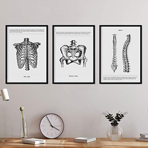Nacnic Anatomie Poster 3er-Set. Vintage Stil Wanddeko Abbildung von Brustkorb Becken Wirbelsäule und andere Körperteile. Verschiedene menschliche Körper und Anatomie Bilder ohne Rahmen. Größe A3.