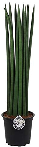 Sansevieria Cylindrica Straight ca. 50 cm – Bogenhanf/Schwiegermutterzunge für bessere Raumluft – Luftreinigende Pflanze, pflegeleicht & dekorativ – Ideal für Wohnzimmer, Büro & Schlafzimmer