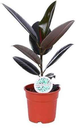 Gummibaum - Ficus Elastica Abidjan - Zimmerpflanze - Ø17cm - 55cm