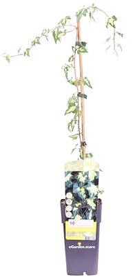 Pianta di Hedera Helix Goldheart Edera Oro De Boliasco pianta da esterno Edera Rampicante pianta ornamentale variegata vera venduta da eGarden.store