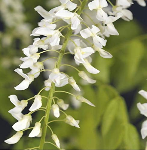 Wisteria floribunda Alba 70-80 cm - weißer japanischer Blauregen