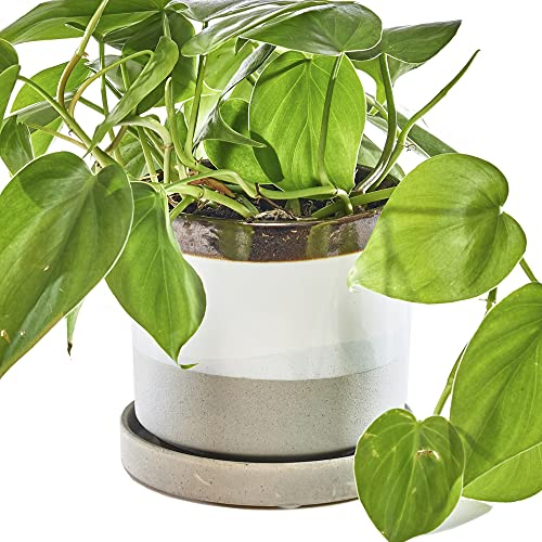 Chive,12.7 cm große Minute, Sukkulenten, Kaktustopf und Untertasse, ideal für den Innen- und Außenbereich, Gartendekoration (Mokka-Zement)