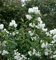 Gefüllter Gartenjasmin Schneesturm 60-80cm - Philadelphus