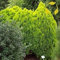Oro Tuia Thuja Orientalis Aurea 10 Semi