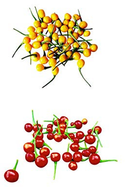 Aji Charapita Sortiment 20 Samen (Rot & Gelb) *Wildchilis aus Peru*
