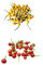 Aji Charapita Sortiment 20 Samen (Rot & Gelb) *Wildchilis aus Peru*