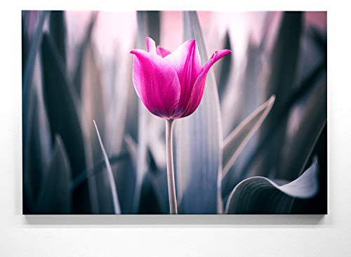 Ein Wunderschönes Blumen-Bild, Lila Tulpe - als großes XXL Leinwand-Bild 120x80cm. Ideal als Wandbild und Dekoration für Wohnzimmer & Schlafzimmer. Aufgespannt auf 2cm Holzrahmen