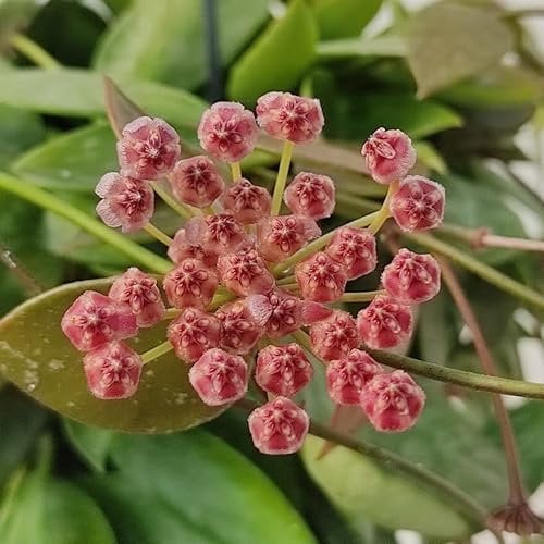 Pianta di Hoya Carnosa Gracialis Fiori di Cera foto reali vaso 12cm pianta grassa
