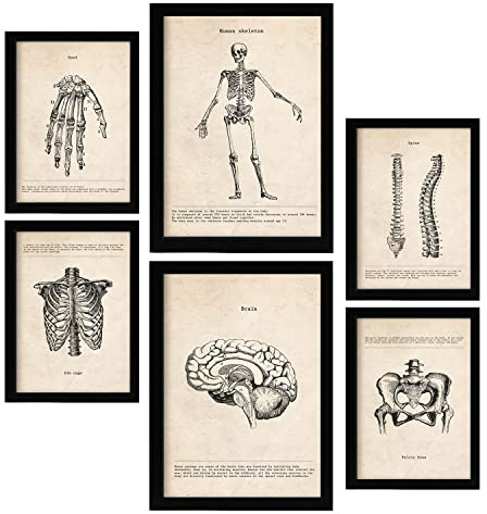 Nacnic Skelett Postern. Medizinische Illustrationen im Vintage Stil von Anatomie, Körperteilen, Knochen und Muskeln. Innenarchitektur und Dekoration. A4 & A3.