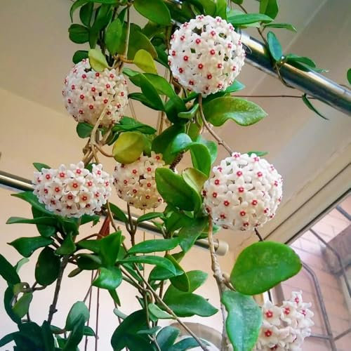 Hoya Pflanze Samen、 Wachsblume、Porzellanblume、 hängepflanze、winterharte kübelpflanzen luftreinigende zimmerpflanzen、balkon deko hängepflanzen winterhart mehrjährig、gartenpflanzen deko 300pcs