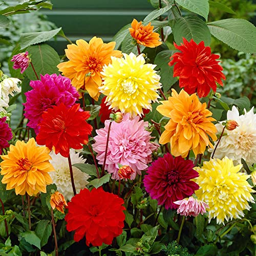 You Garden - 5 x Dahlia Dinner Plates Mixed tubers - Plants for Outdoor Gardens