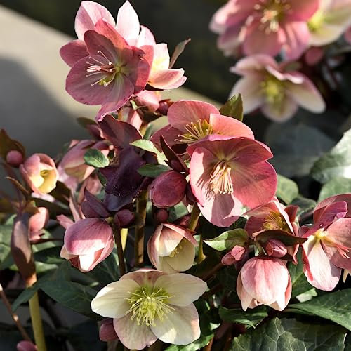 Helleborus Pirouette - Christmas Rose Plant, Ground Cover Plants Evergreen, Hellebores Garden Ready Outdoor Plants - Shade Lovers Hardy Perennial Plant (3 Litre Pot, 20-30cm)