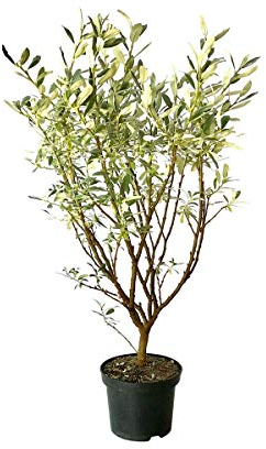 Schweizer Weide Salix helvetica Zwergweide Bienennährgehölz Insektennährgehölz 40-60 cm 2 Liter Topf