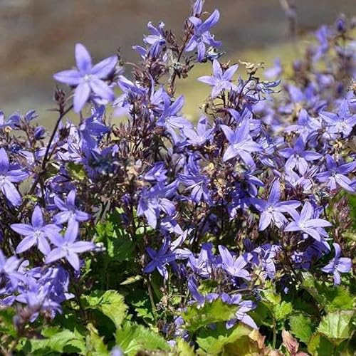 6 x Campanule des murets - Campanula Poscharskyana - Godet 9x9cm - Persistante, bleu intense