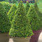 Buxus Buchsbaum Pyramide lebende Garten-Topiary-Pflanze immergrüner Strauch 50-60cm