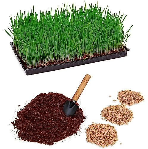 Pfotenolymp® Kit de Plantation d'herbe à Chat avec Bol en Plastique – Bol à Herbe pour Chat – Kit de Plantation prêt à l'emploi avec graines et Terre – DIY – Terre de Coco