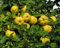 Quitte Cydonia oblonga Pflanze 25-30cm Quittenbaum echte Quitte Obstbaum Rarität