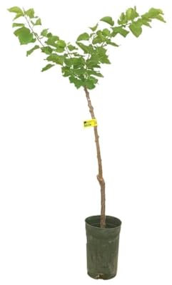 ALBARICOQUERO BULIDA | Maceta 17CM | Altura 120-140CM| Planta de Exterior | Cultivo de Albaricoque | Fácil Cuidado | Frutas sabrosas | Origen Natural | Agricultura Ecológica | Cultivo Exclusivo