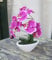 Licht & Grün exclusive Kunstpflanzen Künstliche Orchidee violett im ovalen Gefäß ca.30cm