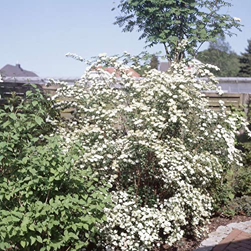 Prachtspiere Spiraea vanhouttei Blütenhecke in reinweiß winterhart mehrjährig Heckenpflanze (Liefergröße: 80-100 cm)