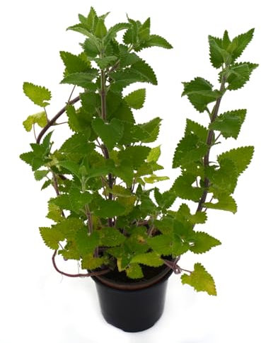 Nepeta Cataria o Hierba Gatera Natural Planta de Exterior Resistente y Aromática - Propiedades Medicinales