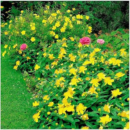 GrowOn Shrubs [x2] St John's Wort Hypericum 'Hidcote' | Multi-Pack | Evergreen Shrubs | Outdoor Garden Ready Plants | Summer and Autumn Flowering | Golden-Yellow Flowers