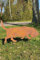KUHEIGA Gartenstecker Hund Tier Metall Rost Höhe: 57cm Gartenfigur Gartendeko Jagdhund