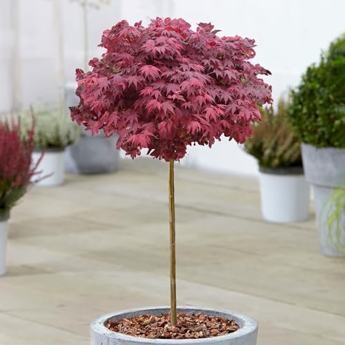 Acer Hime Shojo - Japanese Maple Tree - Potted Ornamental Patio Trees - Ideal for Small Gardens, Patios and Pathways - Vibrant Red Foliage Leaves (70-80cm Incl. Pot)