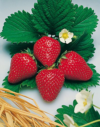 Erdbeere Gento®' - Fragaria x ananassa - immergragend, ertragreich, tiefrot, groß, süße Früchte