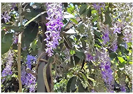 Pcs - 5X Petrea Volubilis Purpurkranz Vogelwein Garden Pflanzen-Samen B2224 - Seeds & Plants Shop by Ipsa