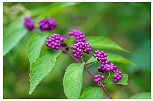 Callicarpa bodinieri Profusion - Schönfrucht- winterharter, blühender - lila Beeren-Strauch 21 cm Topf