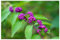 Callicarpa bodinieri Profusion - Schönfrucht- winterharter, blühender - lila Beeren-Strauch 21 cm Topf