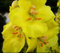 1000 Samen Arznei-Königskerze Verbascum densiflorum - Großblütige Form