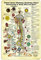 NEGLAI Taoist innere Alchemie, Anatomie-Diagramm, Wissen, Metallschilder, Poster, Vintage-Dekoration, Wandkunst, Dekoration, 40,6 x 30,5 cm
