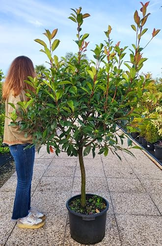 POWERS TO FLOWERS - PHOTINIA RED ROBIN MAXI ALBERELLO, VASO 40 CM, ALTEZZA 170cm, pianta vera