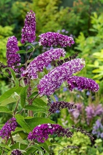 Buddleia davidii Berries and Cream Albero delle Farfalle Buddleja pianta in vaso ø11 cm Vivaio di Castelletto