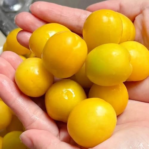 semi di colonna di albicocca, alberi da frutto nani piante resistenti in vaso semi vecchie varietà alberi da frutto nani pianta in vaso semi di alberi frutti esotici piante resistenti 15pcs